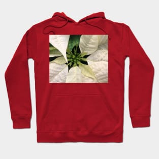 A White Christmas Poinsettia of Peace Joy and Harmony Hoodie